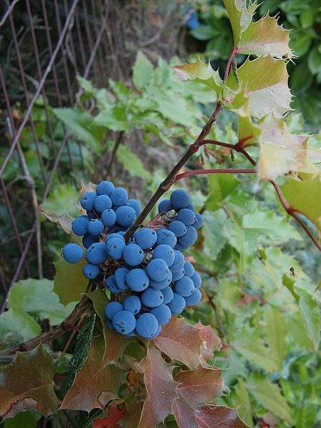 File:Mahonia aquifolium fruits.jpg