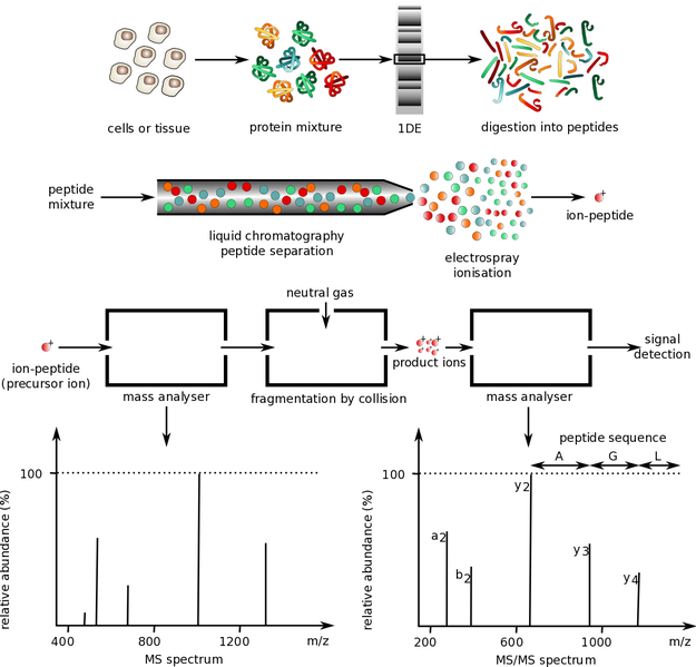 File:Mass spectrometry protocol.png