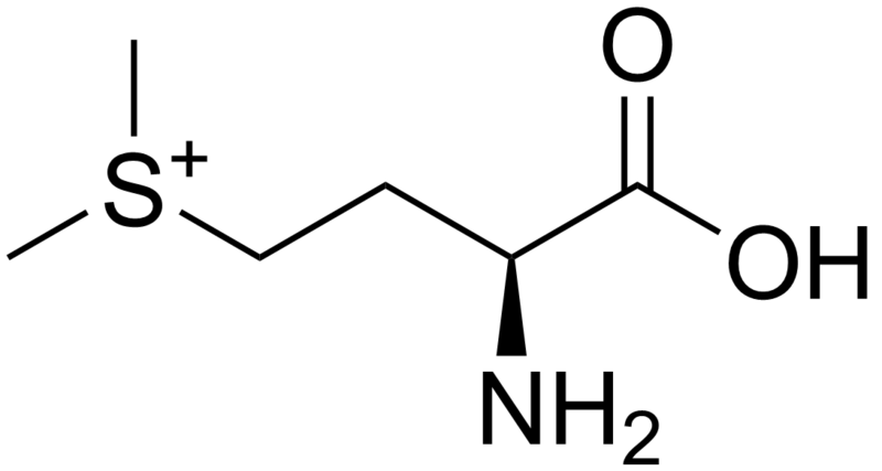 File:Methylmethionine.png