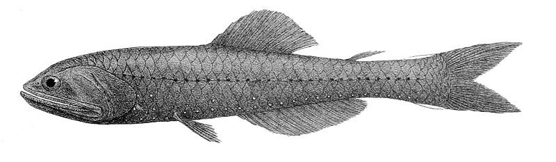 File:Nannobrachium nigrum.jpg