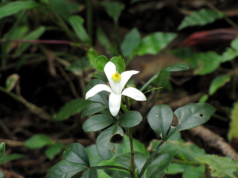 File:Naregamia alata 9476.jpg