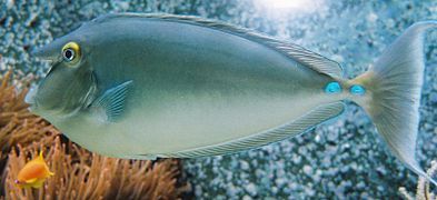 Bluespine unicornfish, Naso unicornis