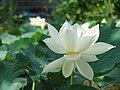 Nelumbo lutea close-up