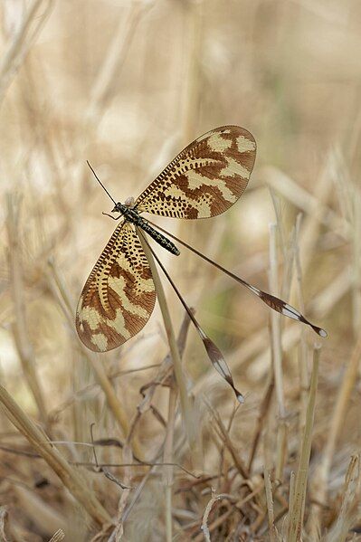 File:Nemoptera bipennis 371597850.jpg