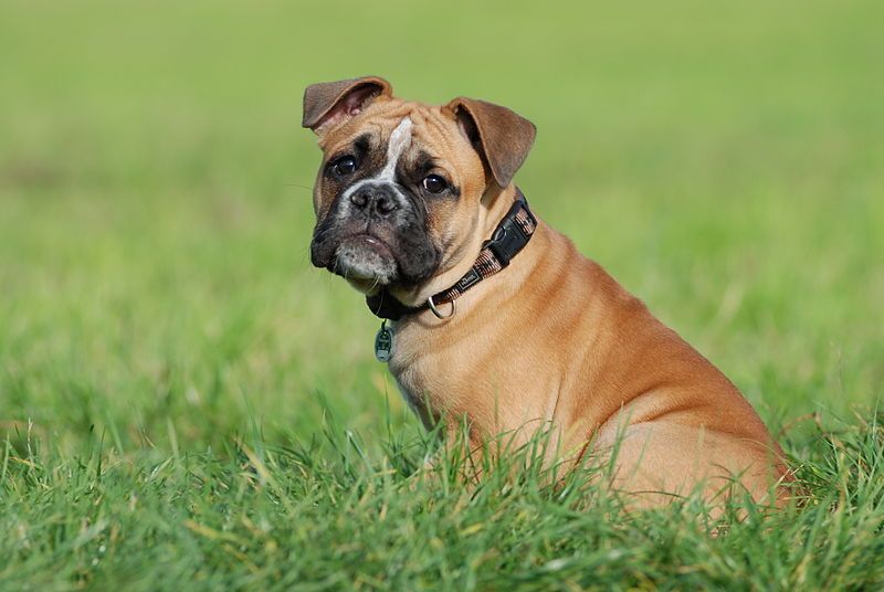 File:OldeEnglischBulldogge Jung.JPG