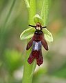 Fly orchid.