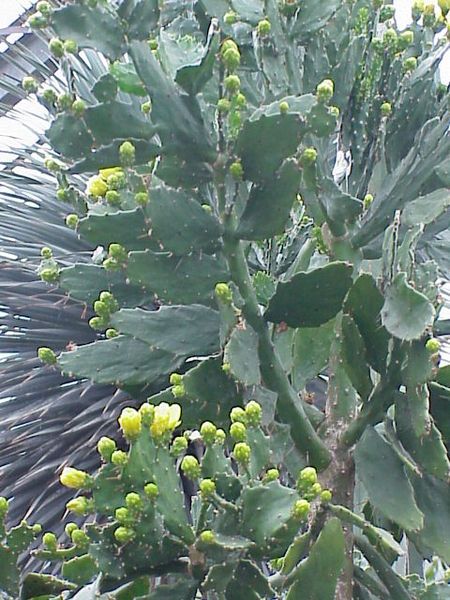 File:Opuntia brasiliensis1.jpg