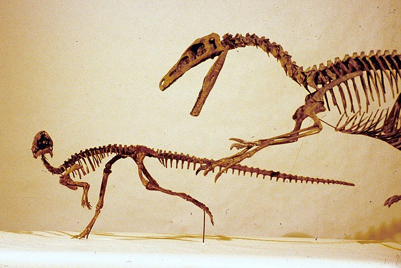 File:Orodromeus skeleton.jpg