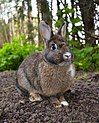 Traditional Animal Nickname: Rabbits/Lapins