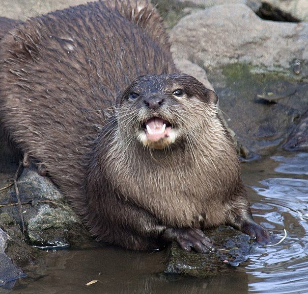 File:Otter 2 (4469762071).jpg