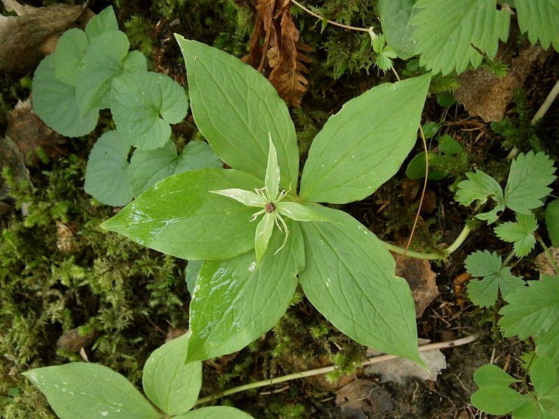 File:Paris quadrifolia 001.jpg