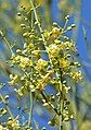 Parkinsonia microphylla