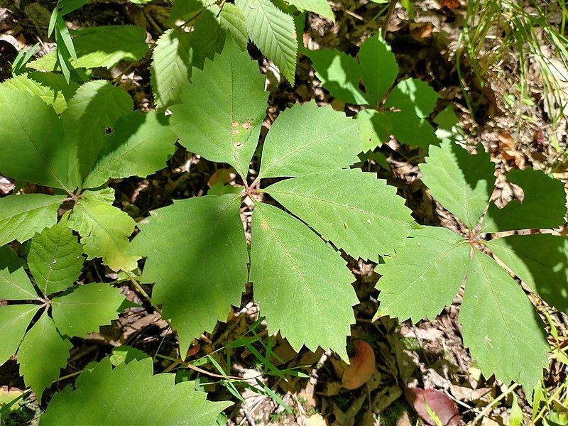 File:Parthenocissus quinquefolia foliage.jpg