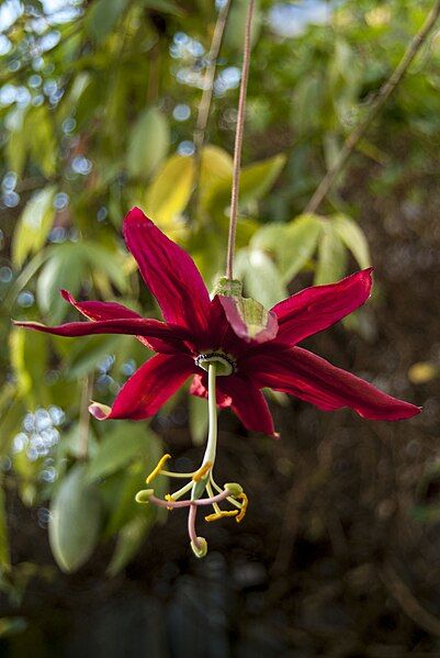 File:Passiflora antioquiensis.jpeg