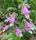 Flowers of Penstemon smallii