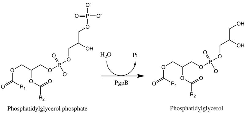 File:PgpB Reaction.png