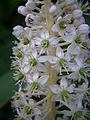 Phytolacca acinosa close-up