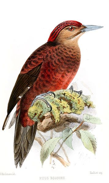 File:PicusNoguchiiKeulemans.jpg