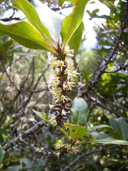 File:Pleiomeris canariensis.JPG