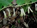 Polygonatum multiflorum