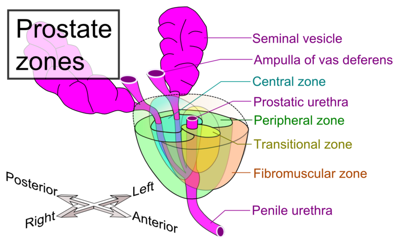 File:Prostate zones.png