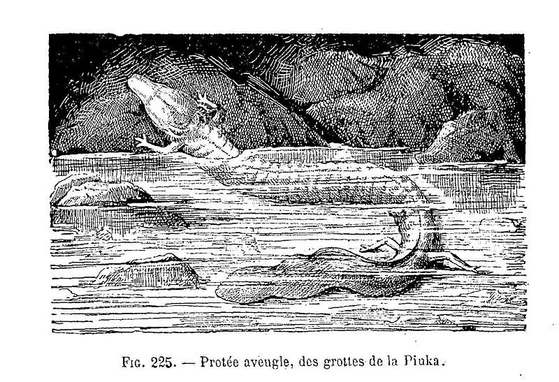 File:Protée aveugle.jpg