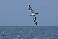 Galapagos petrel