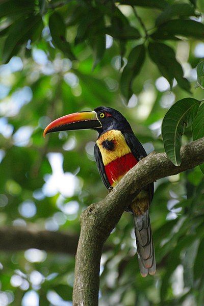 File:Pteroglossus frantzii.JPG