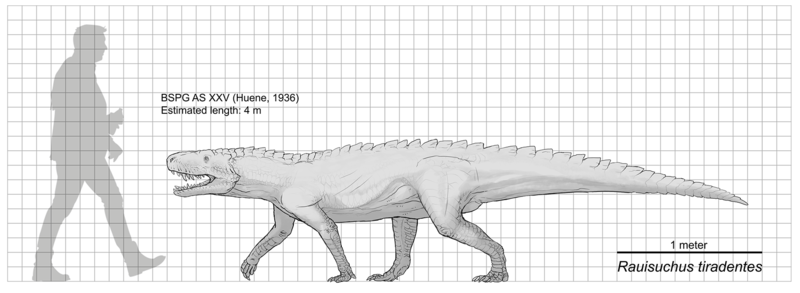 File:Raiusuchus scale diagram.png