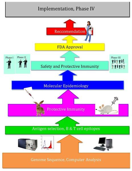 File:Reverse Vaccinology Flowchart.pdf