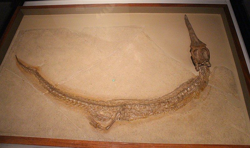 File:Rhacheosaurus gracilis FMNH.jpg