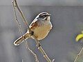 Rufous-sided warbling-finch