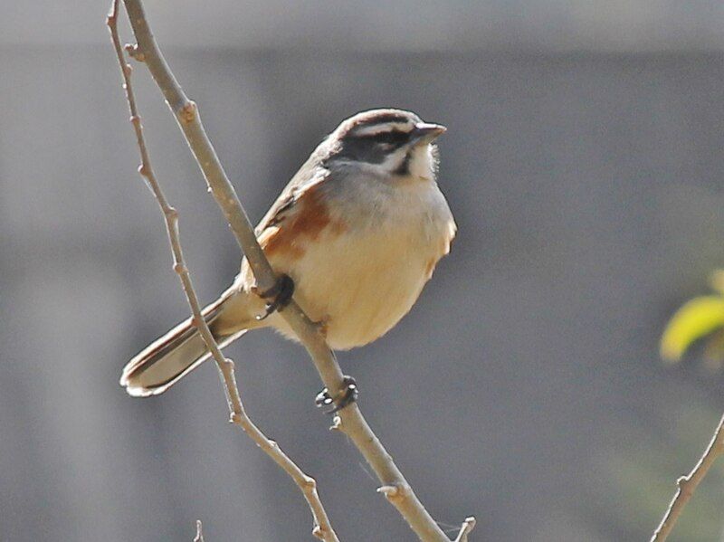 File:Rufous-sided Warbling-finch.jpg