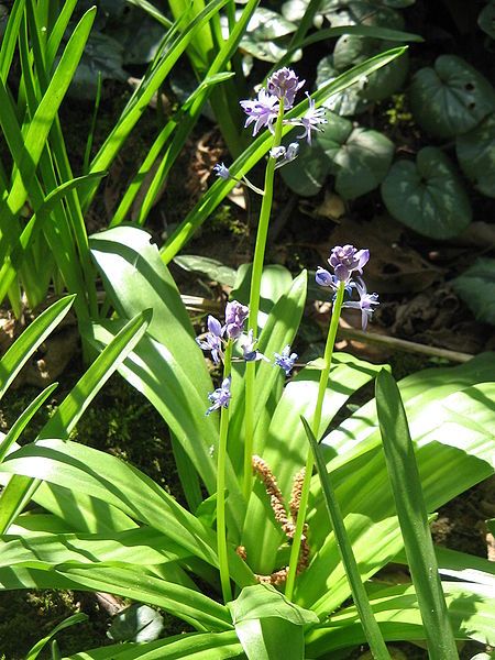 File:Scilla lilio-hyacinthus03.jpg