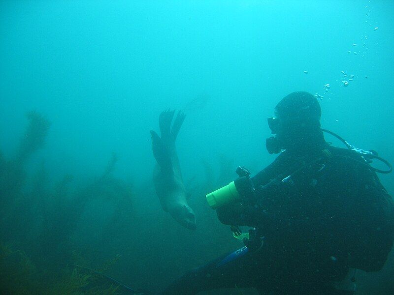 File:Sealion with diver.JPG