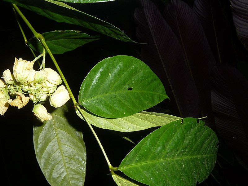 File:Senna caudata.jpg