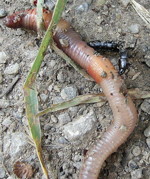 File:Staphylinus.olens.vs.lumbricus.terrestris.jpg