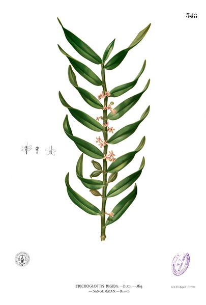 File:Trichoglottis rigida Blanco2.348.png