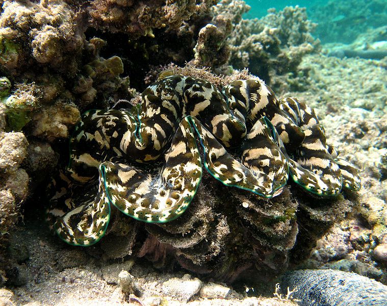 File:Tridacna squamosa Réunion.jpg