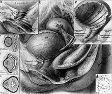 Bladder and urethra musculature