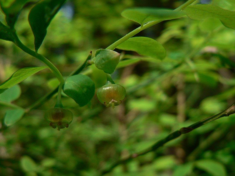 File:Vaccinium parvifolium 38913.JPG