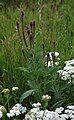 MacDougal's verbena, Black Canyon campground, Santa Fe National Forest