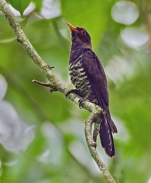 File:Violet Cuckoo.jpg