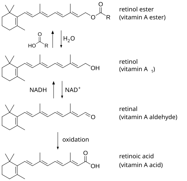 File:Vitamin A synthesis.svg