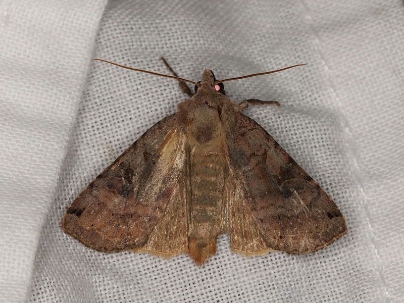 File:Xestia smithii (20697280026).jpg