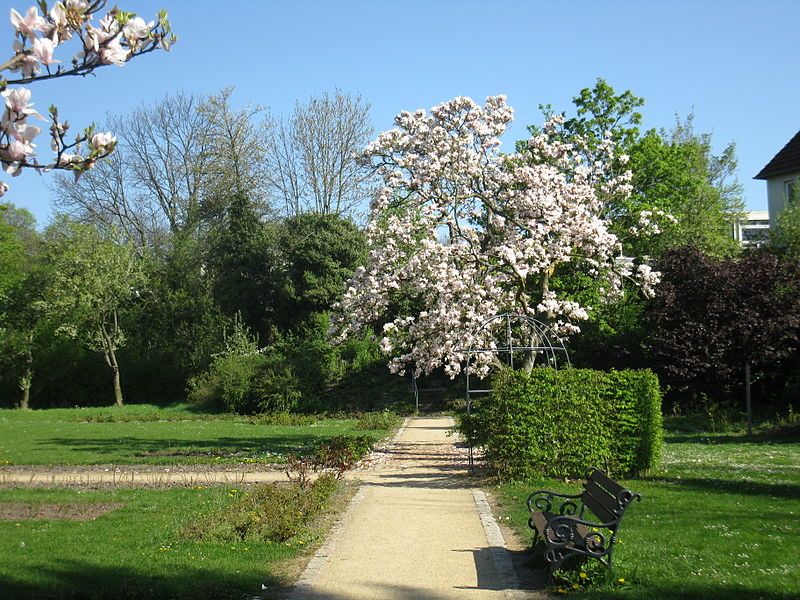 File:20.4.09.Magnolie.jpg