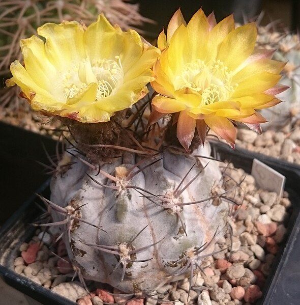 File:Acanthocalycium glaucum 02.jpg