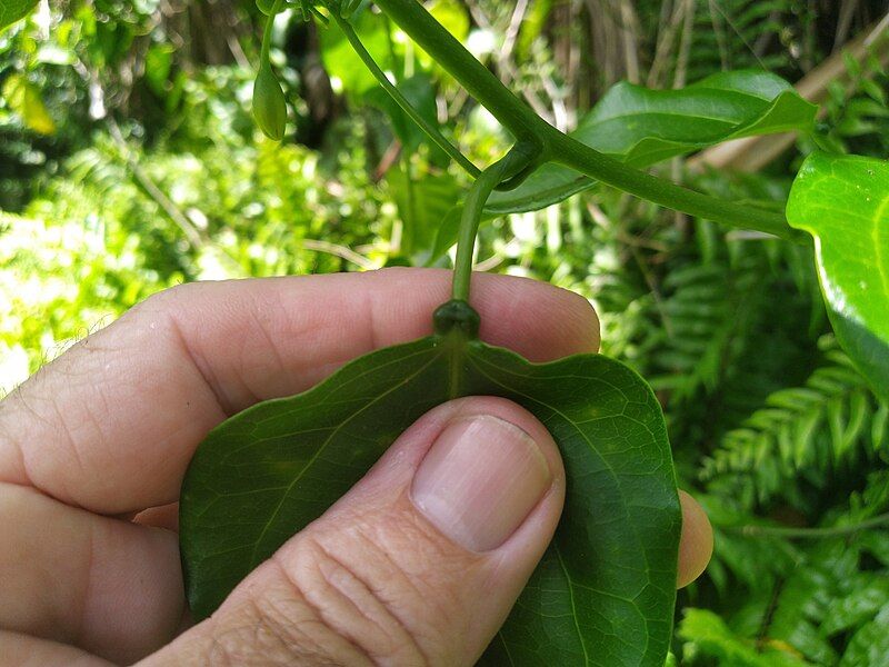 File:Adenia-heterophylla-heterophylla-SF22250-09.jpg