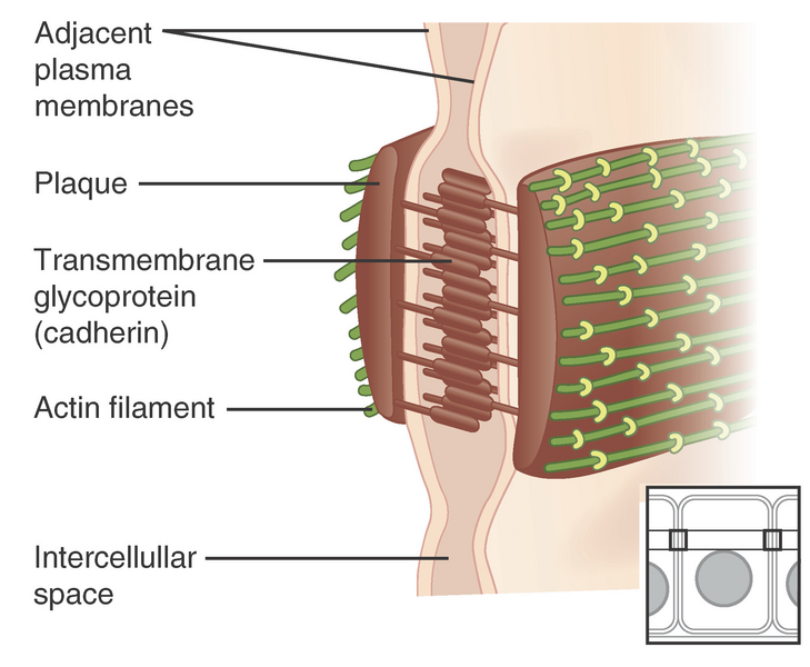 File:Adherens-junction.png