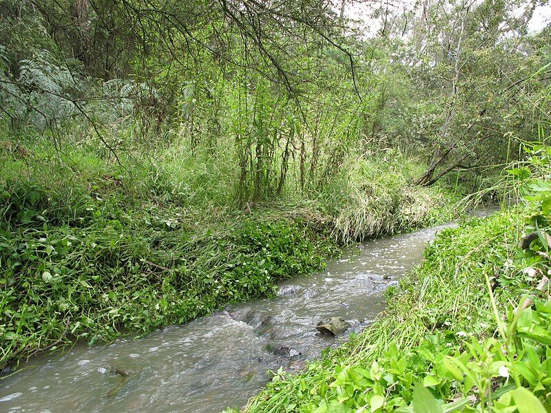 File:Andersons Creek.JPG